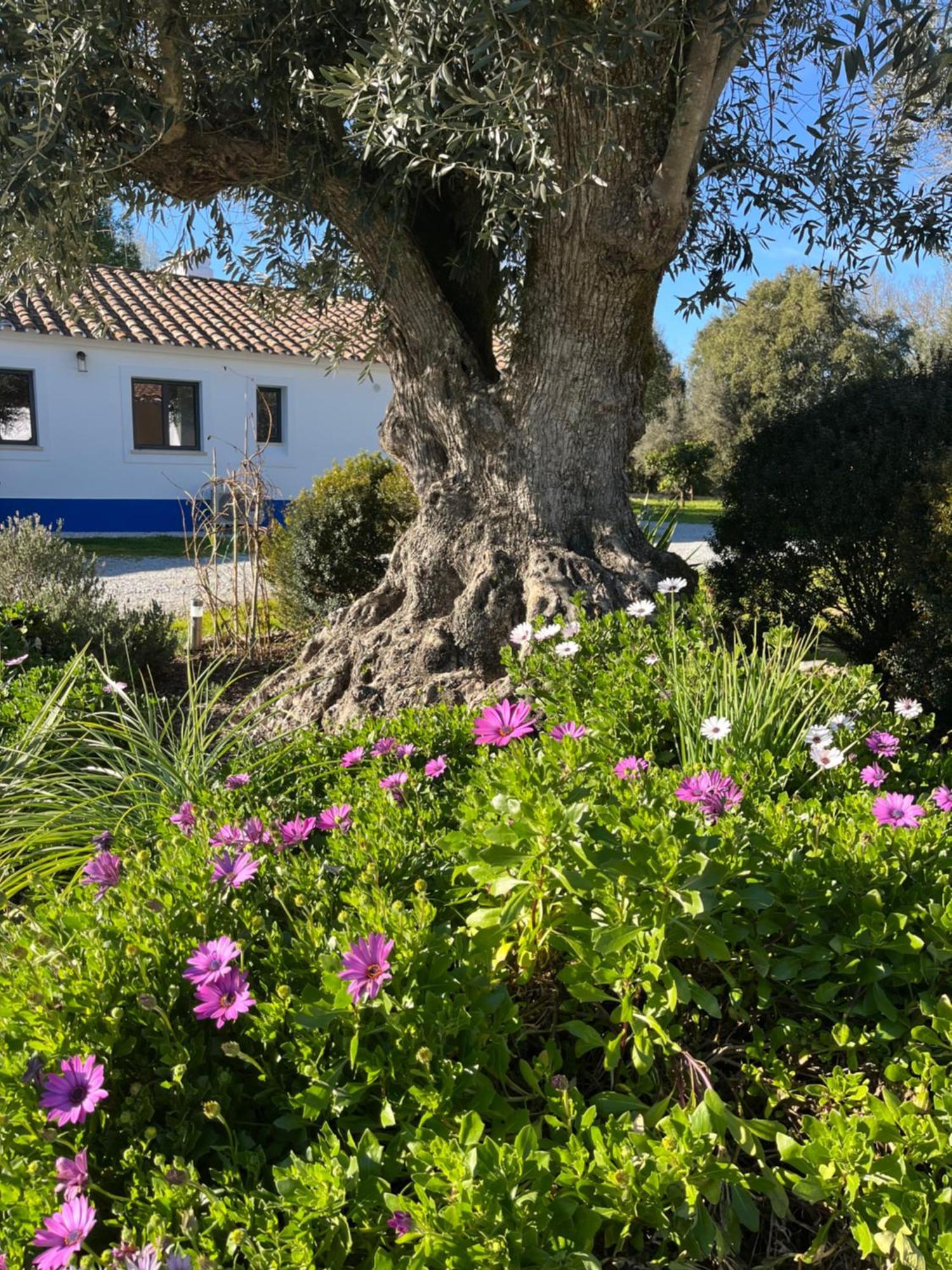 Quinta Do Faisco Évora Exterior foto